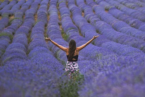 Abundance in lavender field