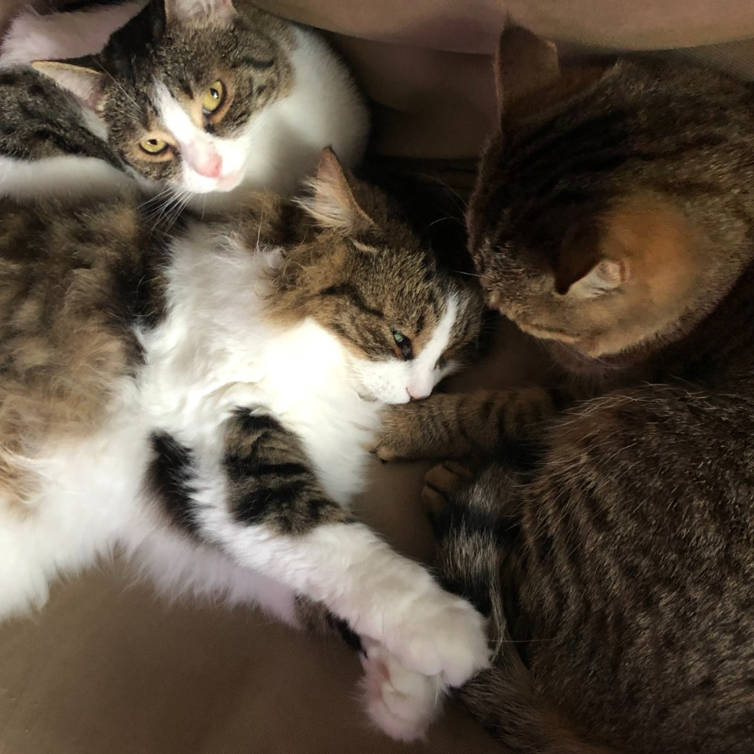 my 3 cats: Wolfie, Lulu and Tiger