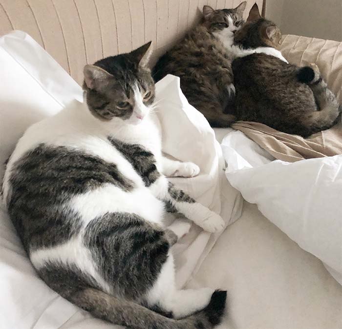 The third cat is a crowd